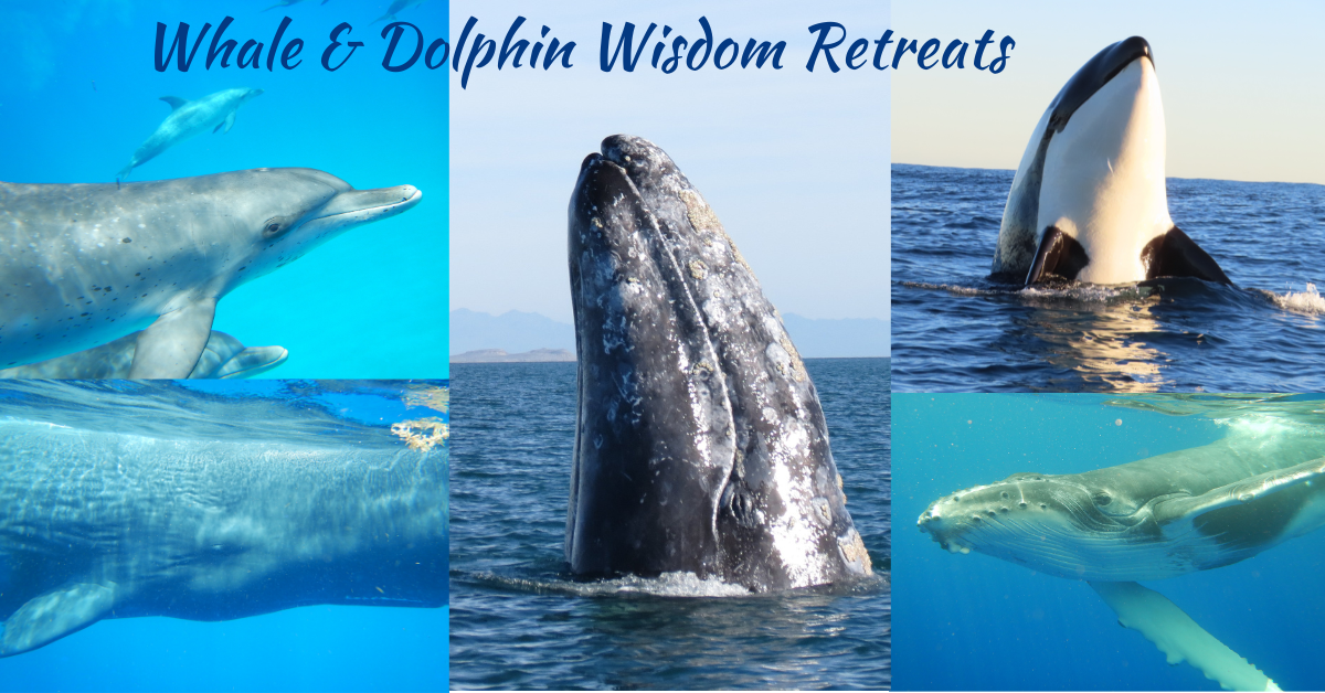 Retreat Dolphins & Whales (1)