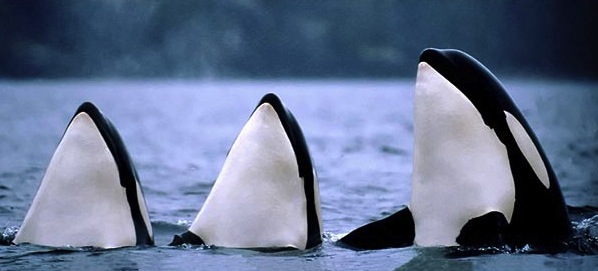 3-orcas-spyhopping