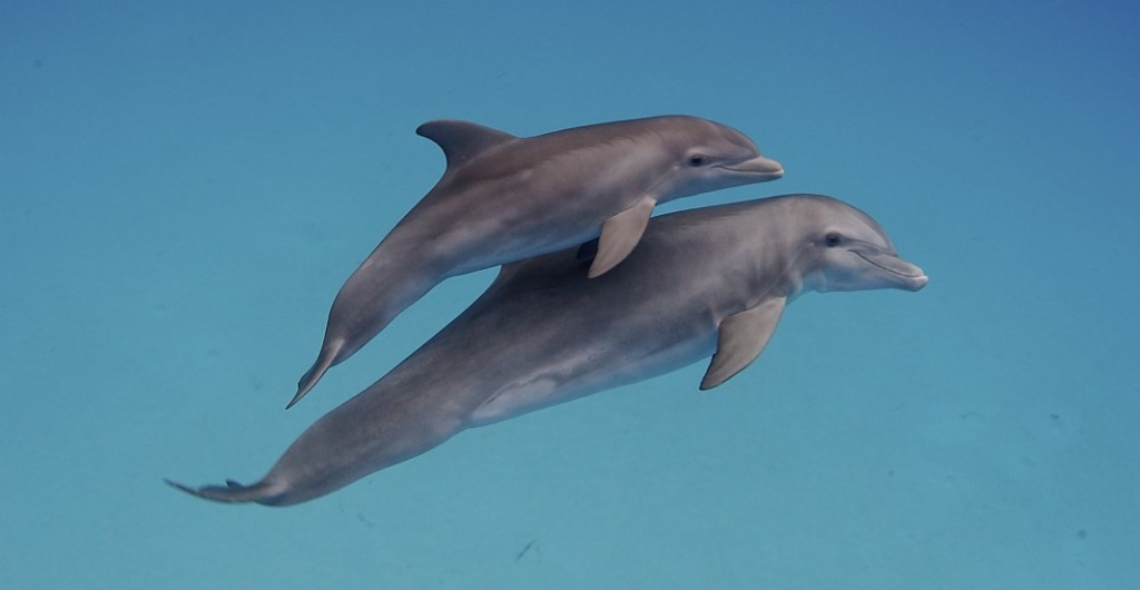 Bottlenose in Bimini