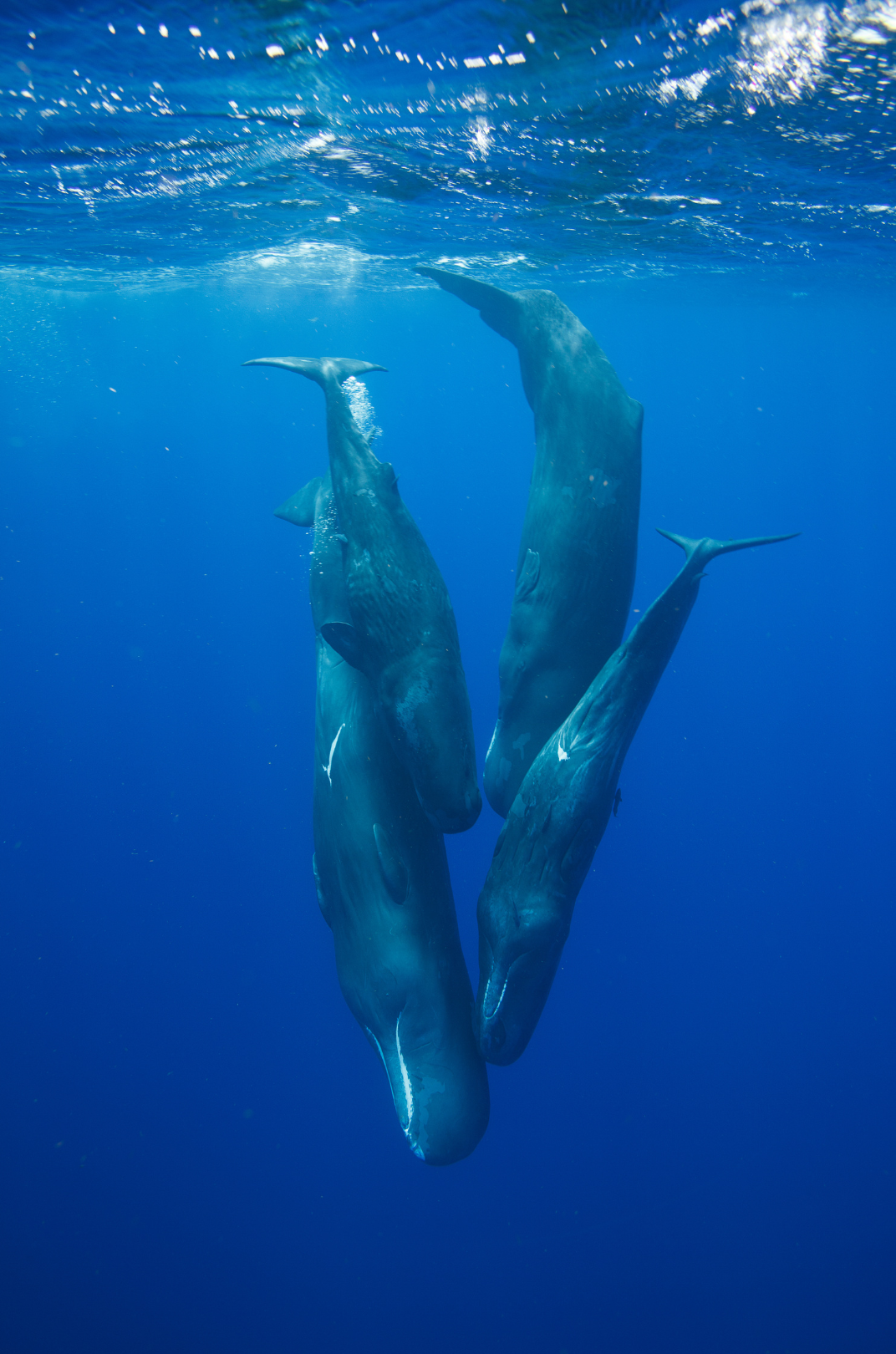 Sperm Whales Eric Cheng Small