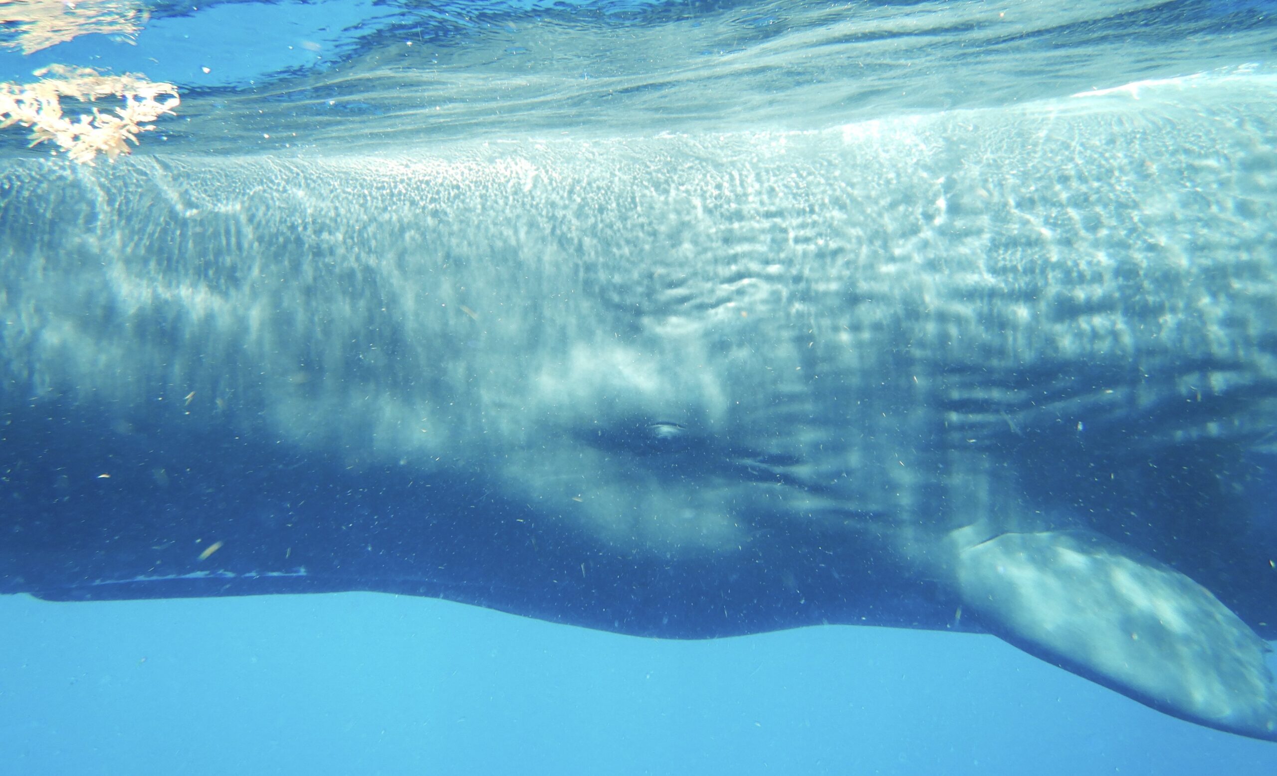 Sperm Whales June 7, 2024 (7) A Flip Color Corrected
