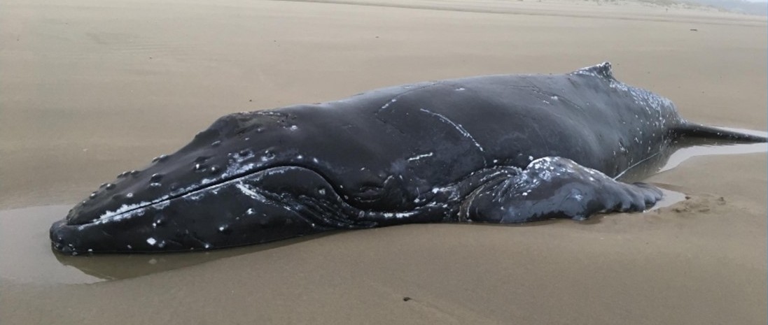 Stranded Humpback A