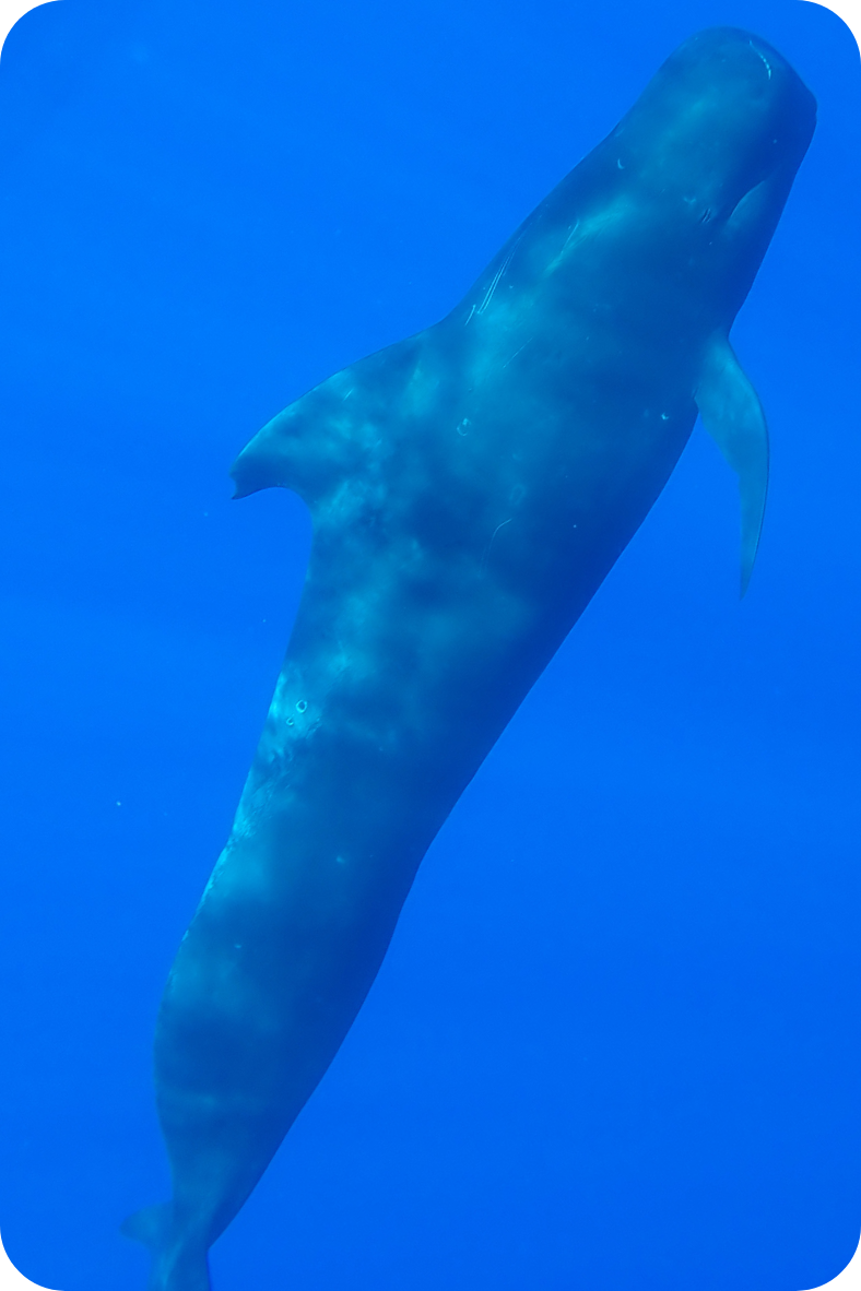 Vertical Pilot whale