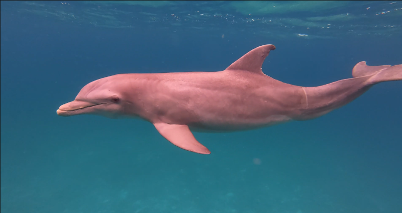 Bottlenose friend. flip