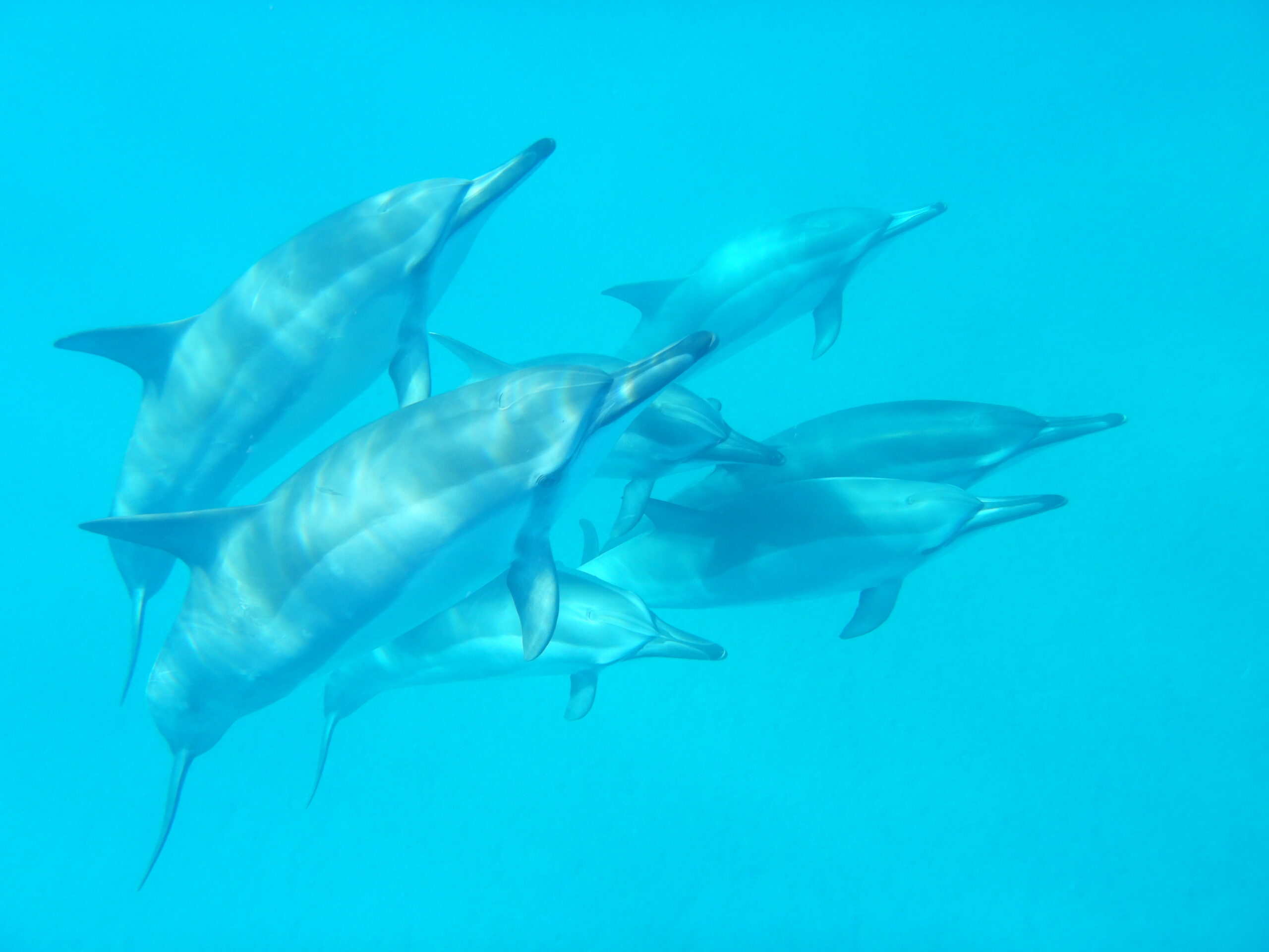 Dolphins ascending Flip