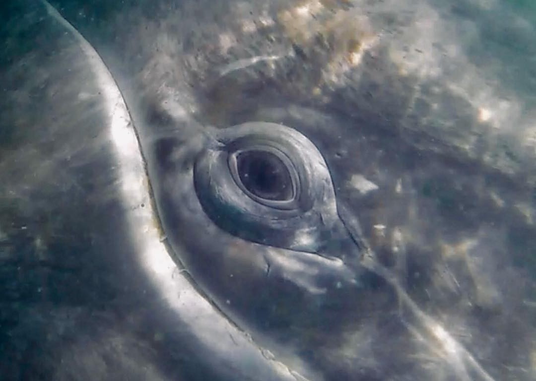 Gray Whale eye Flip
