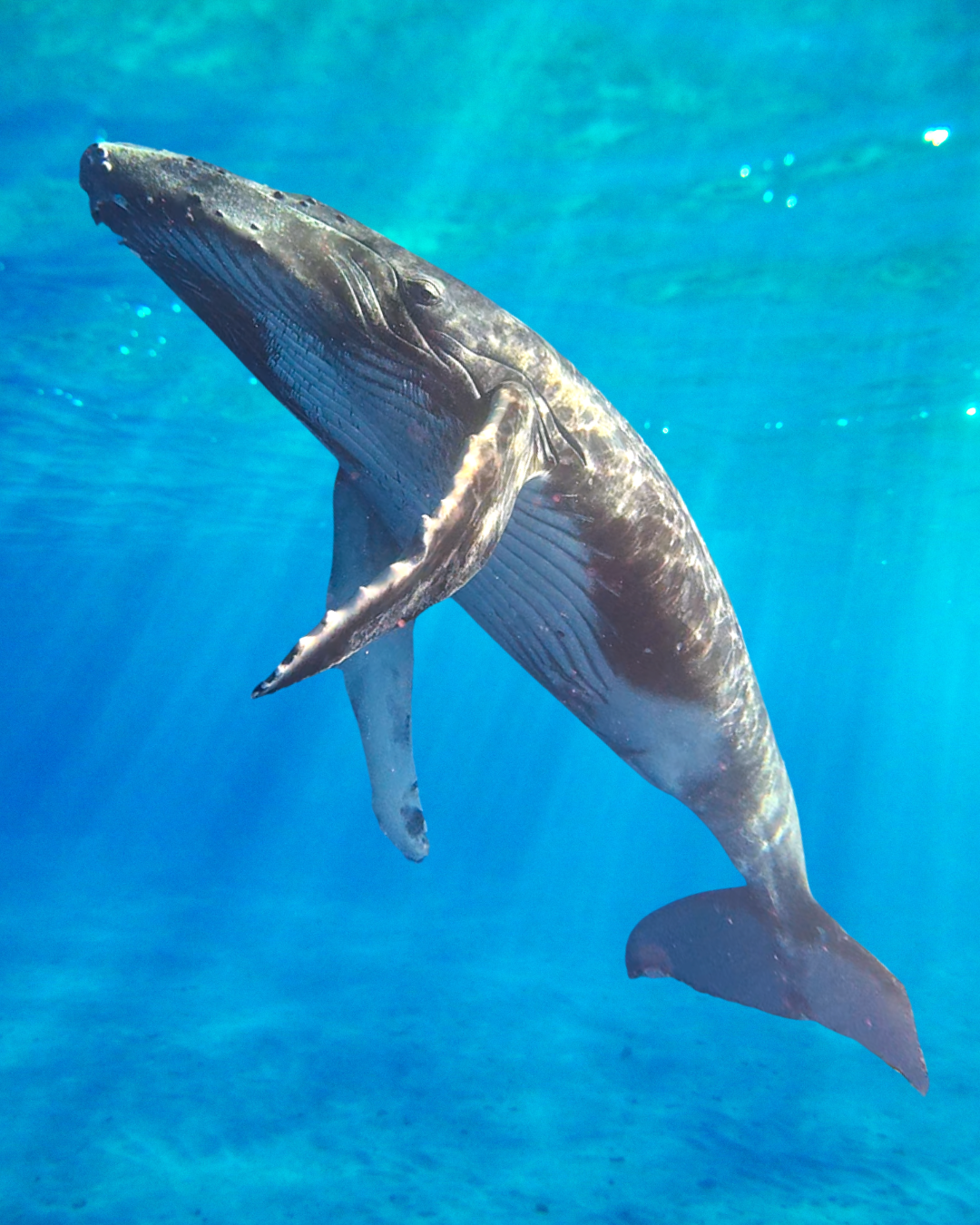 Humpback whale vertical (Instagram Post (45))